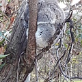 3.4-20160728-koala (14).jpg