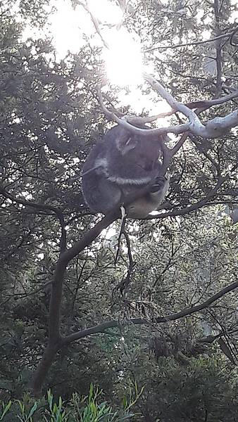 3.4-20160728-koala (18).jpg