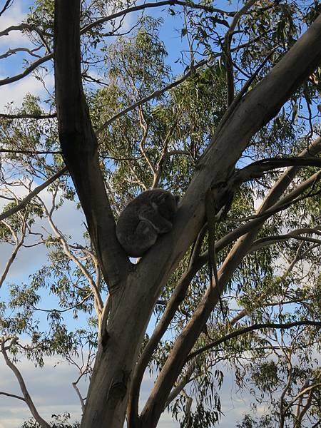 3.4-20160728-koala (25).JPG