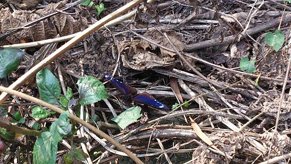 紫斑蝶翅膀的顏色