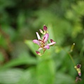 山油點草?