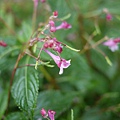 隸慕華鳳仙花