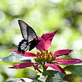 寶來 山水竹林美麗的鳳蝶