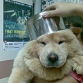 chowchow1.jpg