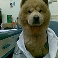 chowchow2.jpg