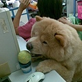 chowchow3.jpg