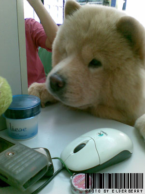 chowchow4.jpg