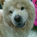 chowchow7.jpg