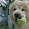 chowchow8.jpg