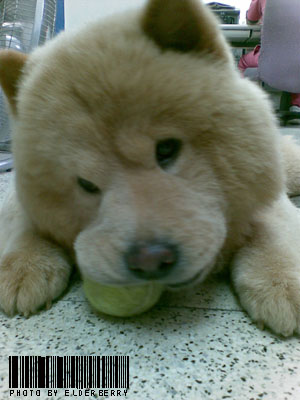chowchow10.jpg
