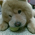 chowchow10.jpg