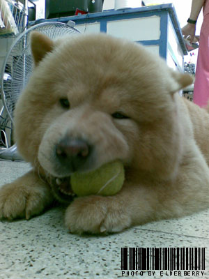 chowchow11.jpg