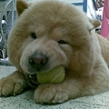 chowchow11.jpg