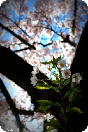 sakura