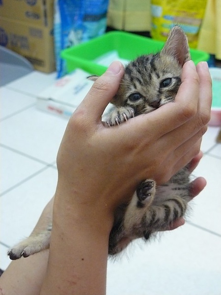 無尾熊