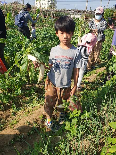 ♥【瑪格莉納親子課程】免費一日農夫體驗🧑‍🌾拔蘿蔔親子活動