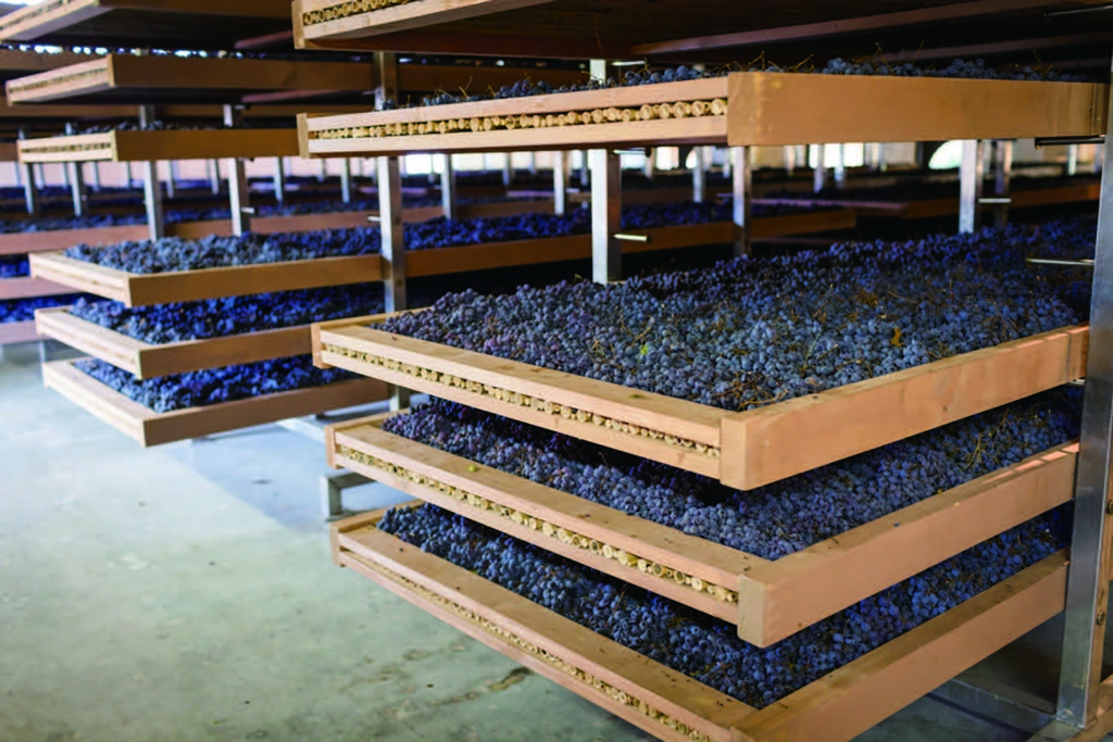在木製平台風乾的葡萄，準備製成Amarone葡萄酒p.116.jpg