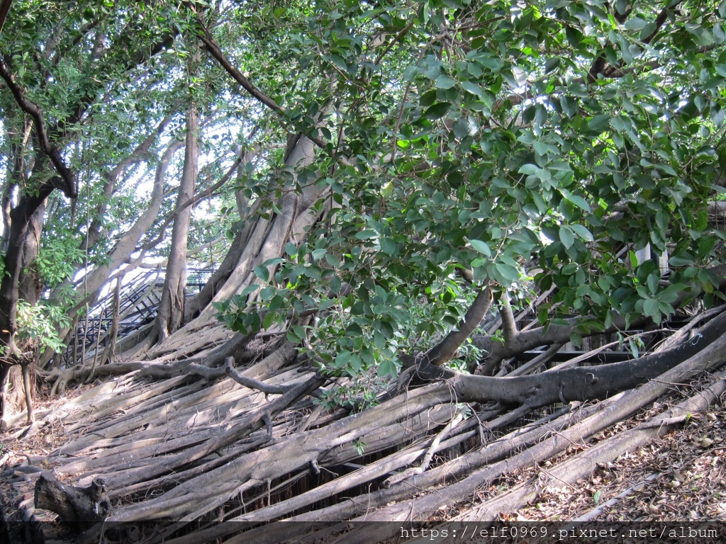 180 台灣台南安平樹屋 2011.03.21(001).jpg 180 台灣台南安平樹屋 2011.03.21(001).jpg