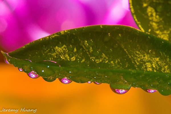 DSC09937-1.jpg DSC09937-1.jpg