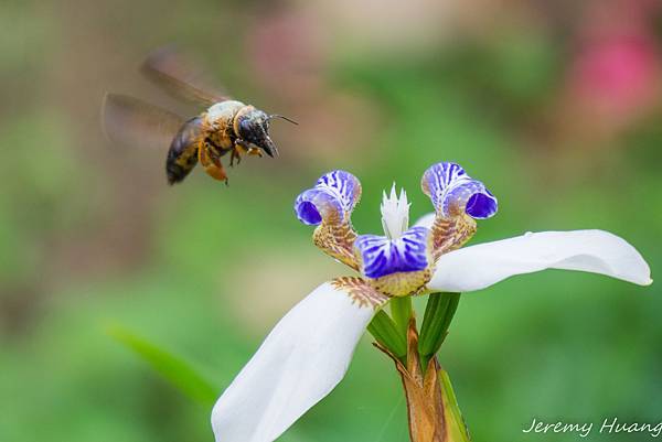 DSC00521-2.jpg DSC00521-2.jpg
