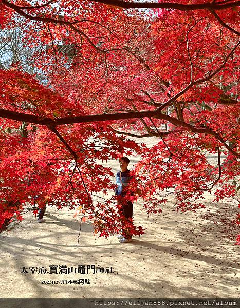 【2023九州狩獵紅葉-1】Budget租車/海老味拉麵 お