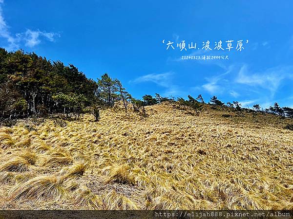 【丹大林道.六順山.七彩湖】六順山.海拔3009公尺/波波草