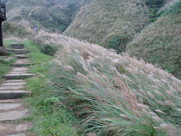 草嶺古道32.JPG