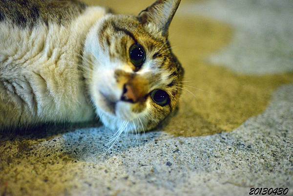 DSC_9652 DSC_9652