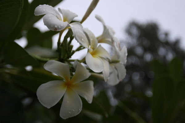 帛琉國花~雞蛋花.JPG