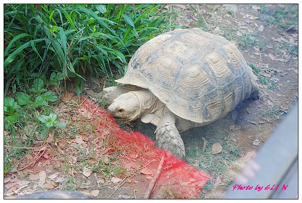 1020414-高雄壽山動物園-11