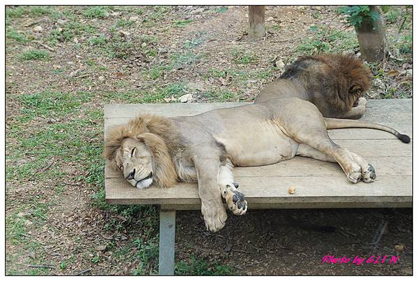 1020414-高雄壽山動物園-13