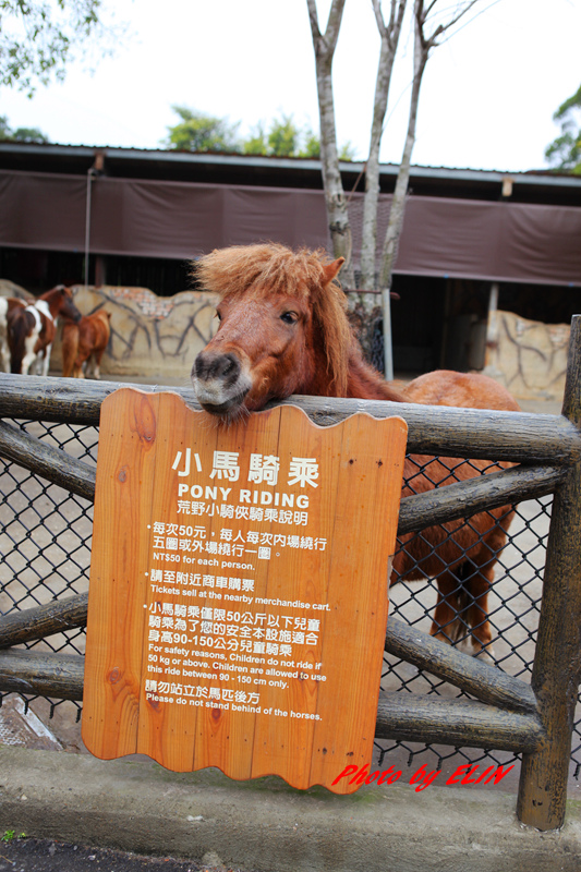 1040207.08.09-賴新魁麵館&森林鳥花園&渴望會館&六福村&錦水溫泉會館&泰安觀止&大湖採草莓&魔法莊園-56.jpg