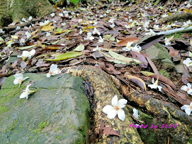 1080503.04.05-大雪山觀山嶺露營趣&黃牛肉水餃館&北屯兒童公園&橫嶺山自然步道-38.jpg