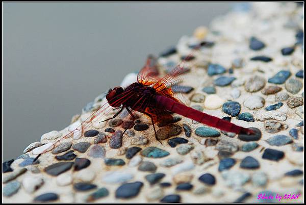 紙教堂-紅蜻蜓-1.jpg