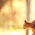 red-squirrel