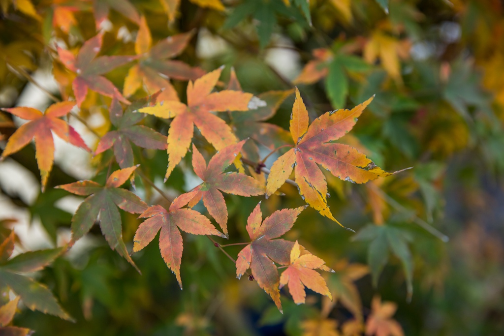 HY6A4403.jpg HY6A4403.jpg