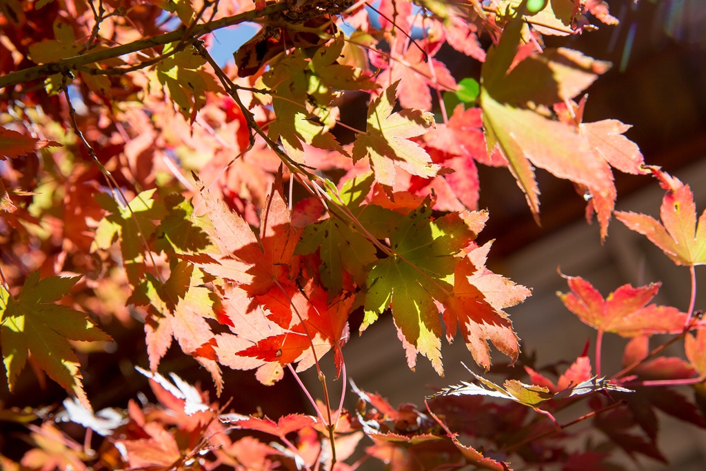 HY6A4440.jpg HY6A4440.jpg