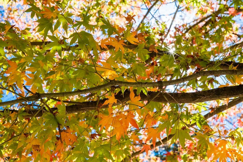 HY6A4454.jpg HY6A4454.jpg