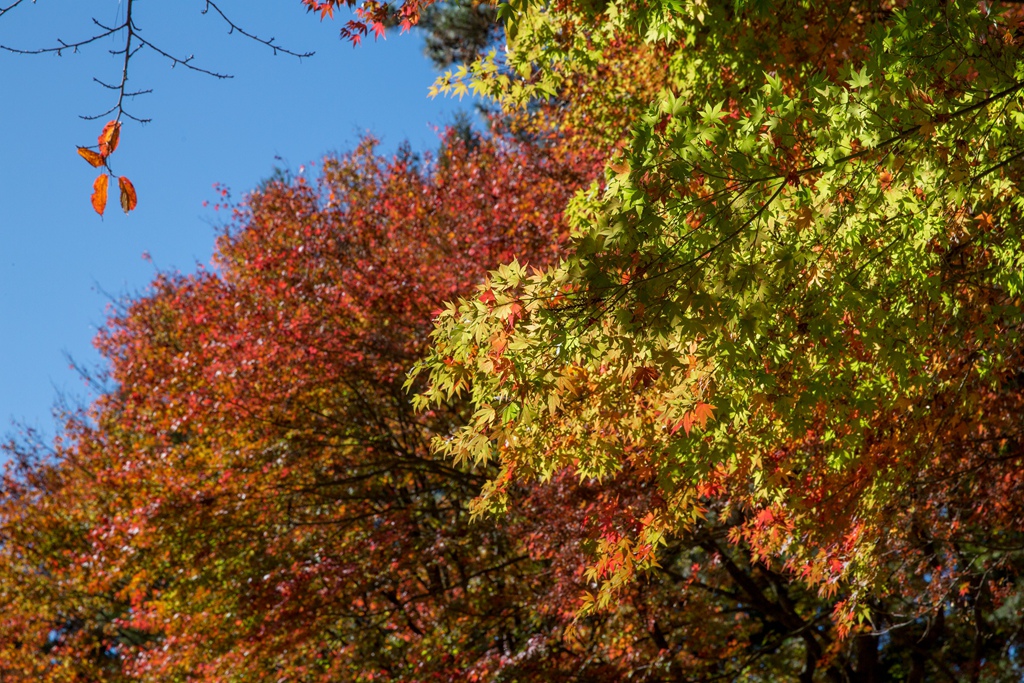 HY6A4530.jpg HY6A4530.jpg