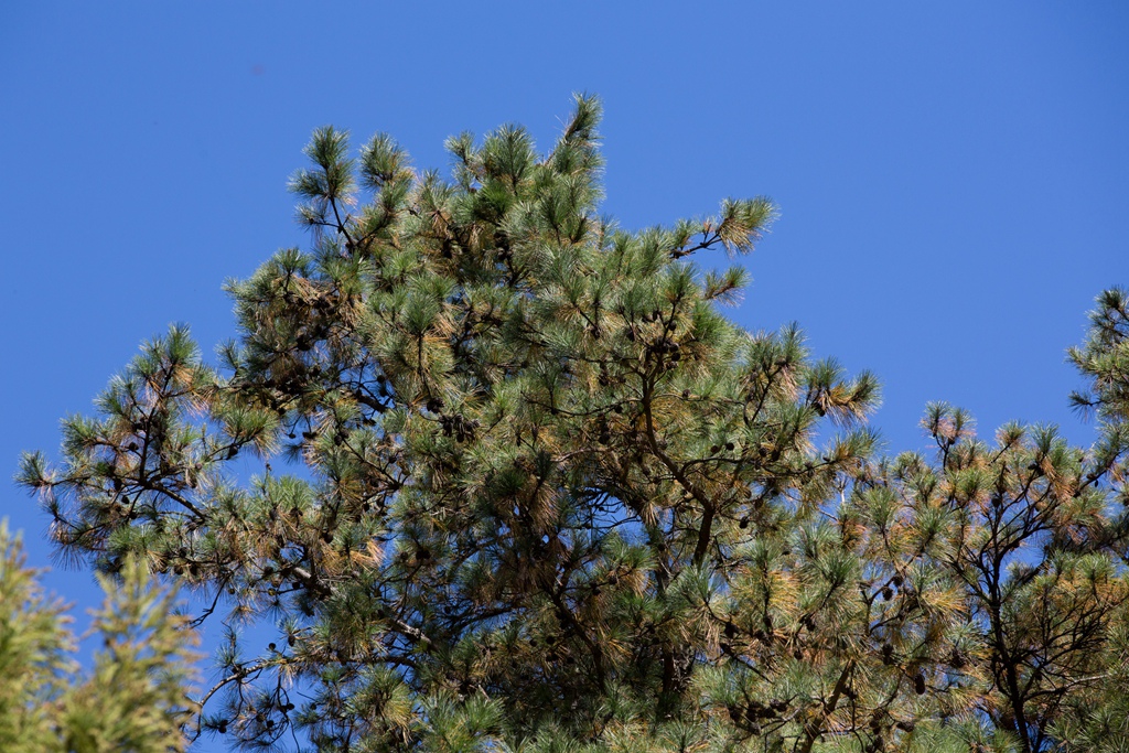 HY6A4570.jpg HY6A4570.jpg