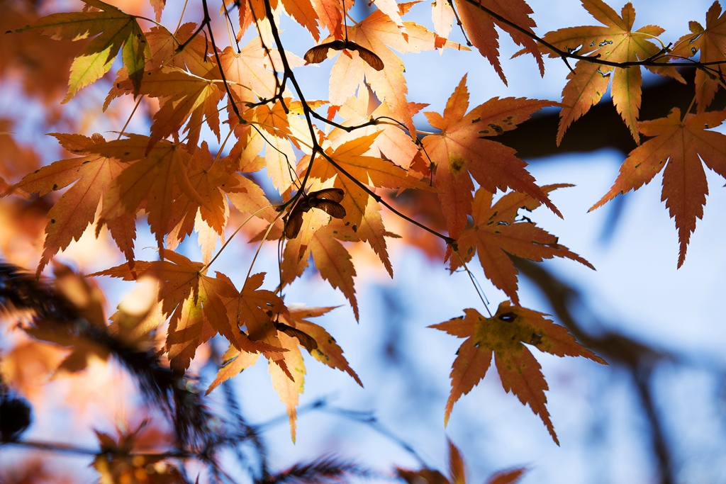 HY6A4581.jpg HY6A4581.jpg