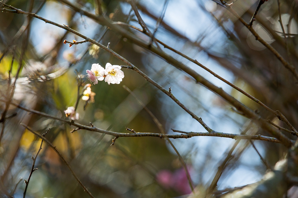 HY6A4585.jpg HY6A4585.jpg