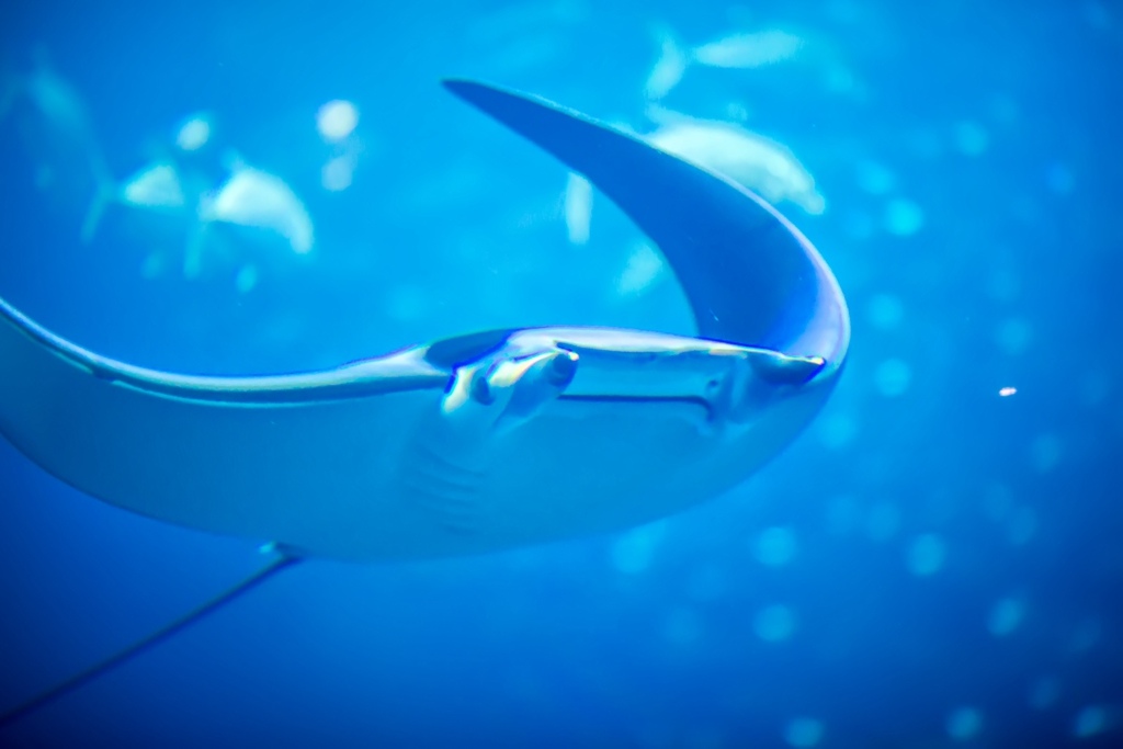 婚攝尹林婚禮,婚攝阿斌師,日本之旅,大阪,聖瑪麗亞號,大阪海遊館,鬼蝠魟,鯨鯊 婚攝尹林婚禮,婚攝阿斌師,日本之旅,大阪,聖瑪麗亞號,大阪海遊館,鬼蝠魟,鯨鯊