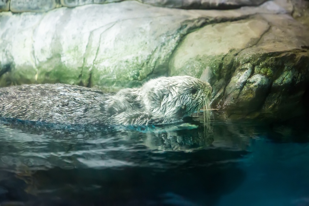 婚攝尹林婚禮,婚攝阿斌師,日本之旅,大阪,聖瑪麗亞號,大阪海遊館,鬼蝠魟,鯨鯊,旅遊拍攝,海外拍攝