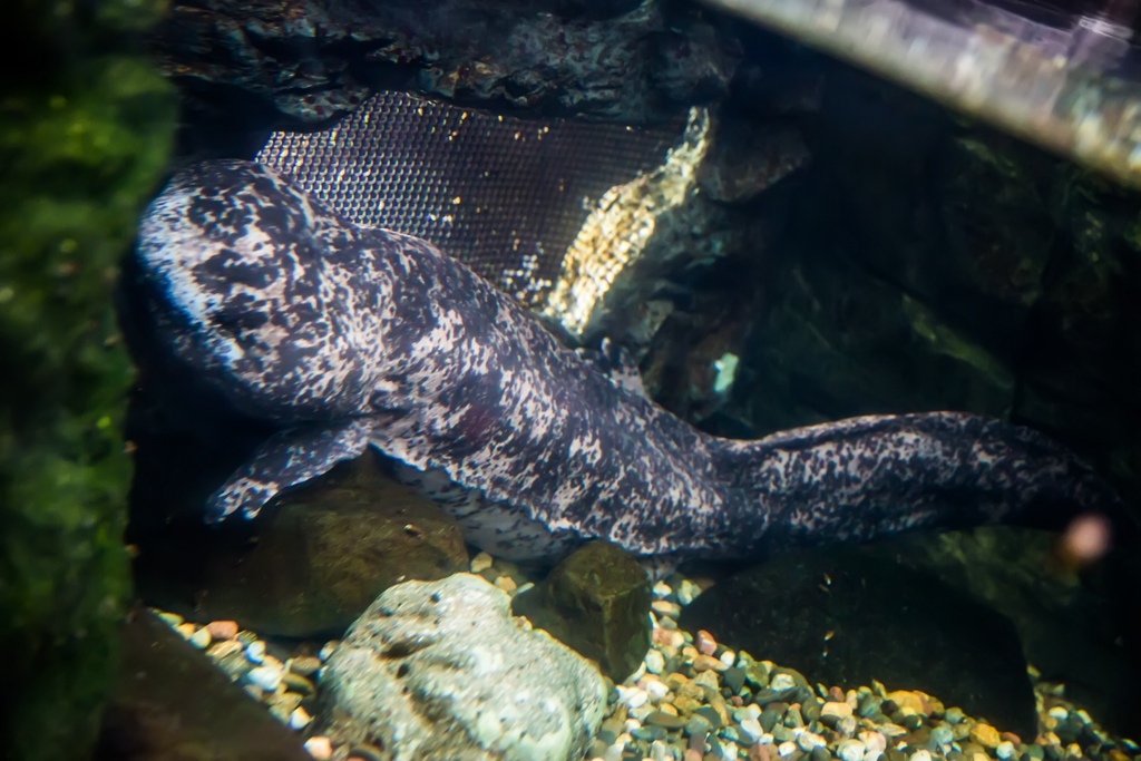 婚攝尹林婚禮,婚攝阿斌師,日本之旅,大阪,聖瑪麗亞號,大阪海遊館,鬼蝠魟,鯨鯊,旅遊拍攝,海外拍攝