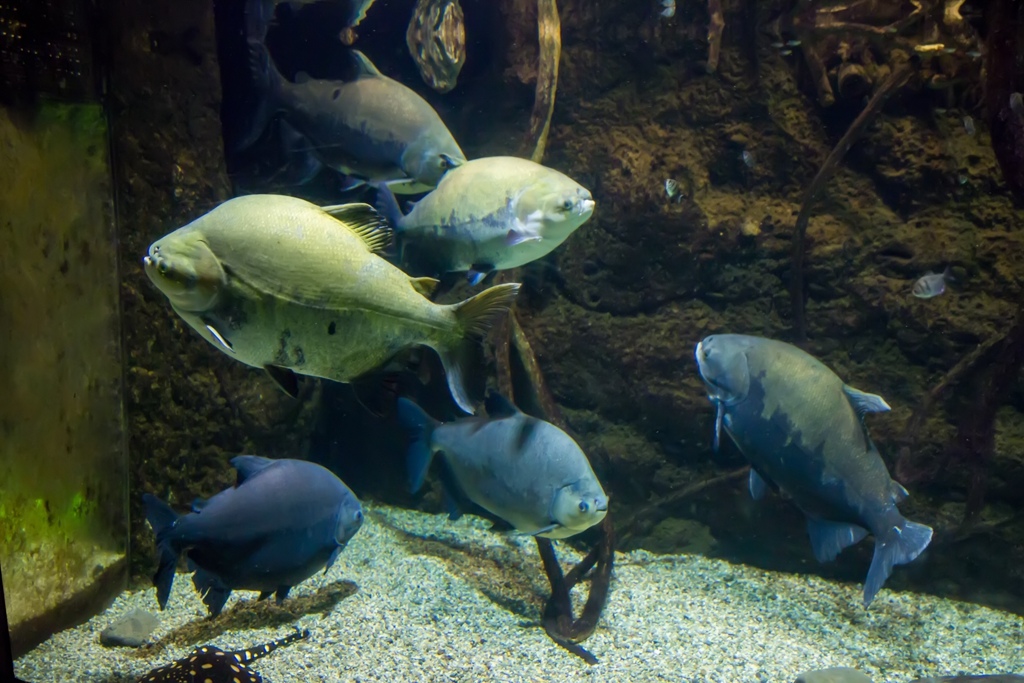 婚攝尹林婚禮,婚攝阿斌師,日本之旅,大阪,聖瑪麗亞號,大阪海遊館,鬼蝠魟,鯨鯊,旅遊拍攝,海外拍攝