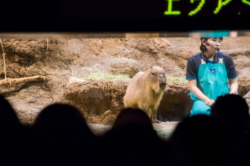 婚攝尹林婚禮,婚攝阿斌師,日本之旅,大阪,聖瑪麗亞號,大阪海遊館,鬼蝠魟,鯨鯊,旅遊拍攝,海外拍攝