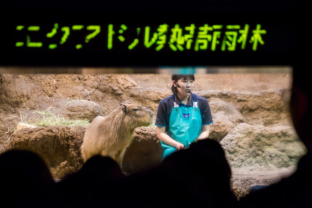 婚攝尹林婚禮,婚攝阿斌師,日本之旅,大阪,聖瑪麗亞號,大阪海遊館,鬼蝠魟,鯨鯊,旅遊拍攝,海外拍攝