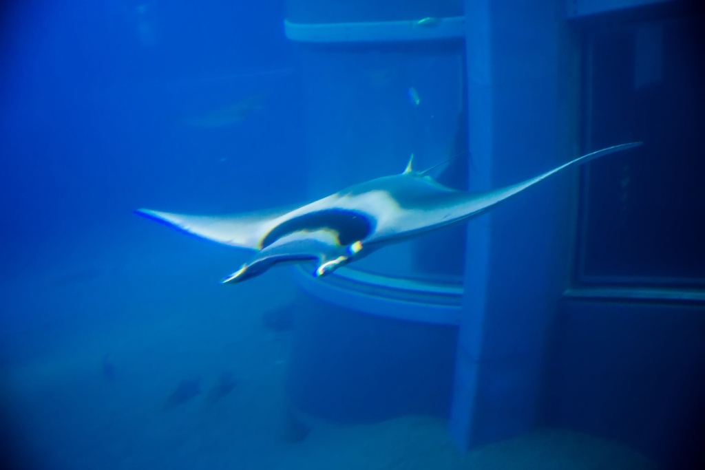 婚攝尹林婚禮,婚攝阿斌師,日本之旅,大阪,聖瑪麗亞號,大阪海遊館,鬼蝠魟,鯨鯊,旅遊拍攝,海外拍攝