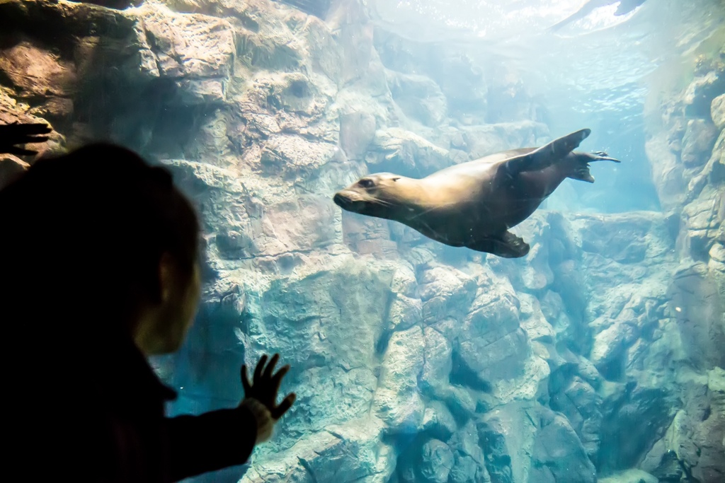 婚攝尹林婚禮,婚攝阿斌師,日本之旅,大阪,聖瑪麗亞號,大阪海遊館,鬼蝠魟,鯨鯊,旅遊拍攝,海外拍攝